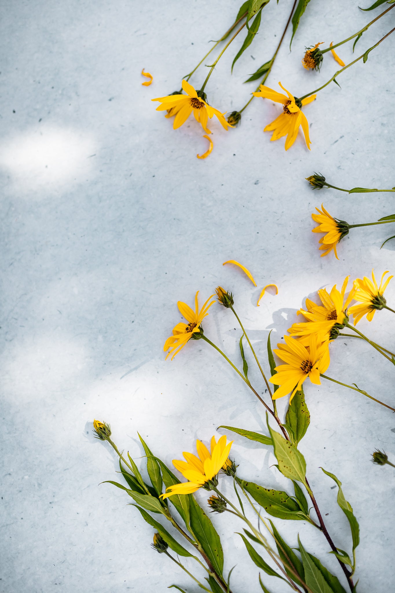 Topinambūru ziedu tēja 35g