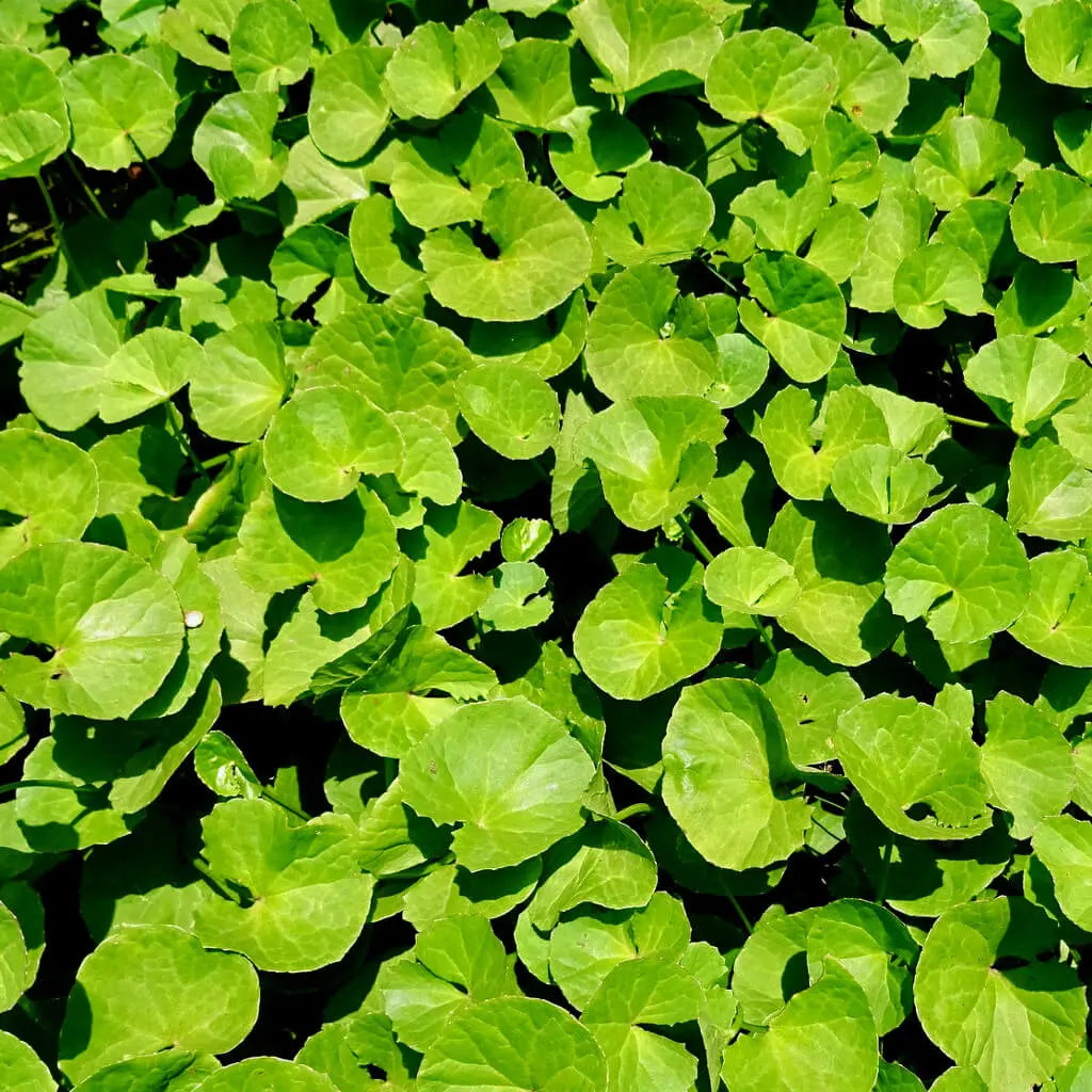 Eve Plus Organic kapsulas 60 gab. - sieviešu vispārējai veselībai