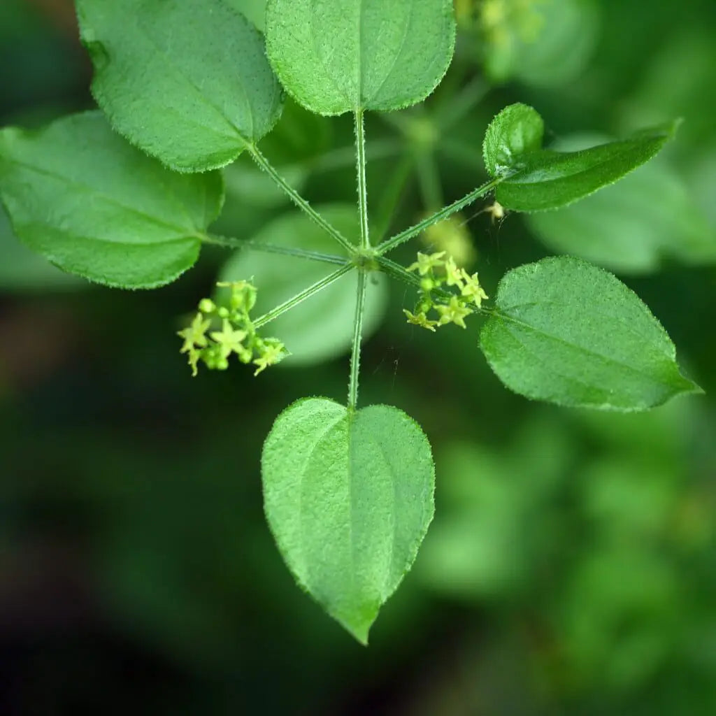 Manjishtha Organic kapsulas 60 gab. - urīnceļu un ādas veselībai
